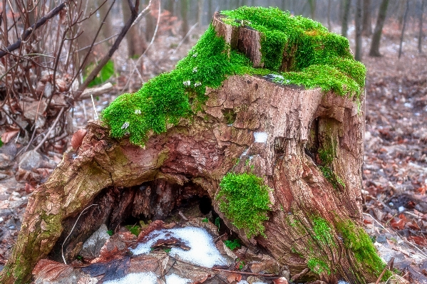 Landscape tree nature forest Photo