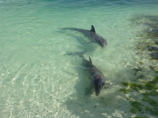 Sea ocean underwater biology Photo