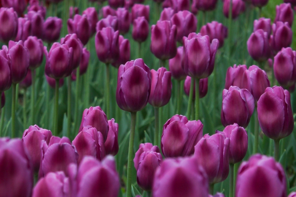 Grama plantar flor roxo