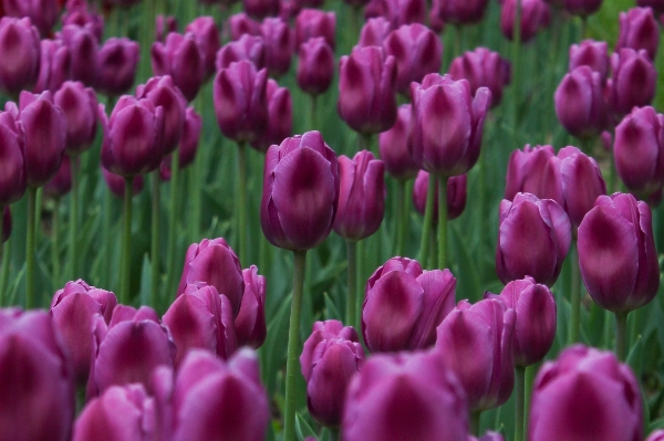 Grass plant flower purple Photo