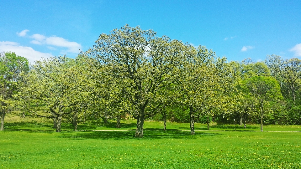 Landscape tree nature forest