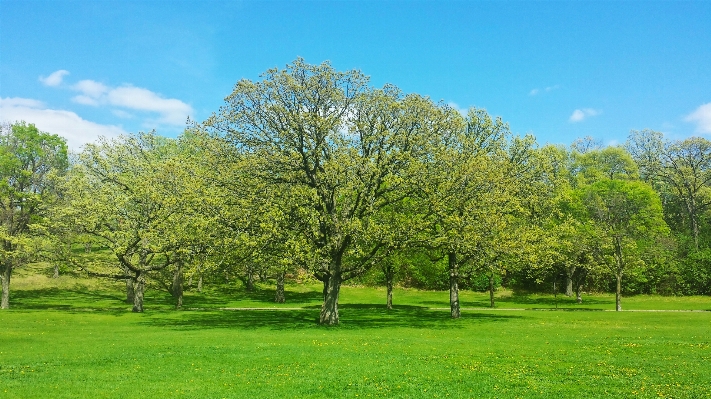 Landscape tree nature forest Photo