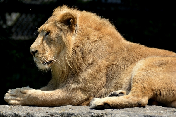 Foto Animal animais selvagens jardim zoológico felino