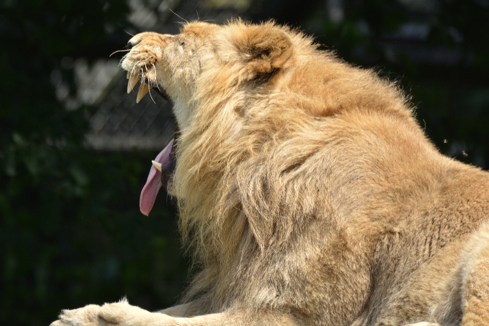 Animale animali selvatici zoo felino