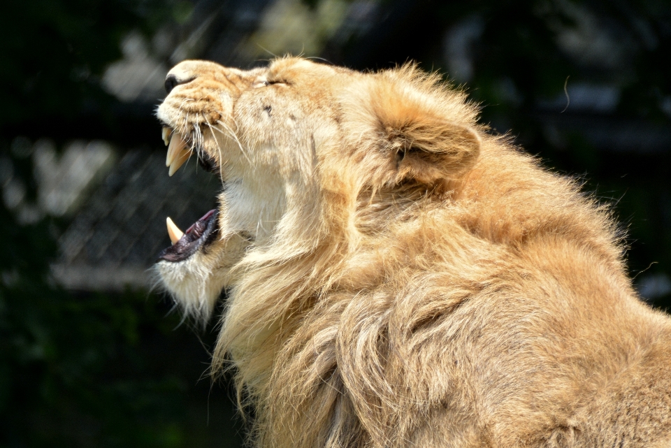 Animal fauna silvestre felino mamífero