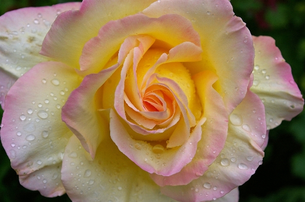 Blossom plant flower petal Photo