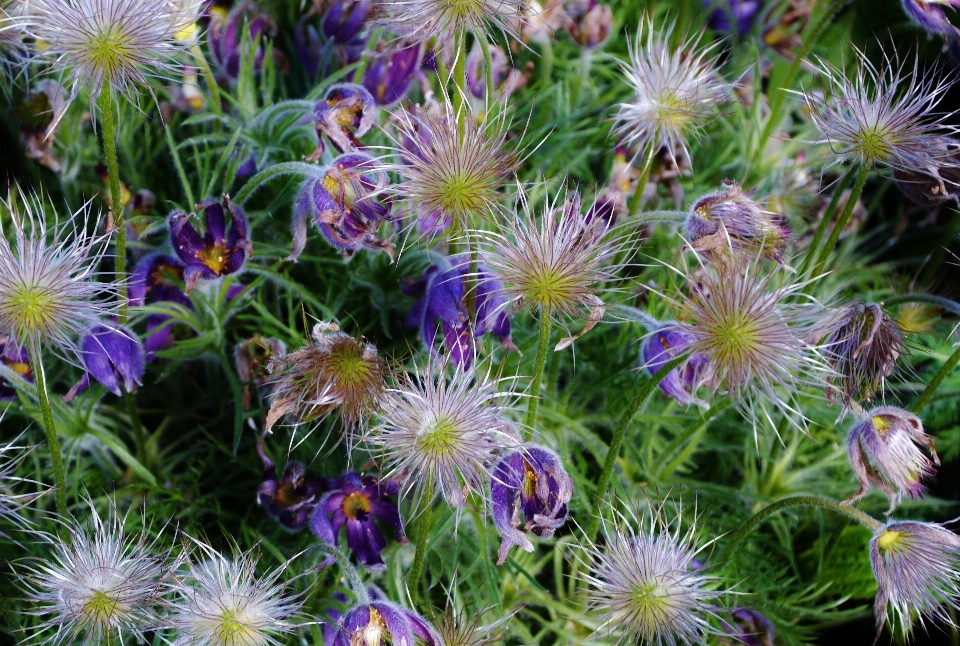 Natura fiore pianta foglia