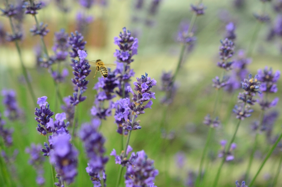 Natur blüte anlage feld