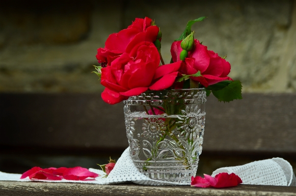 Blossom plant flower petal Photo