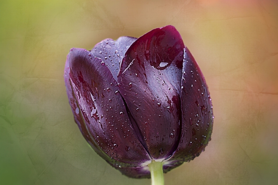 Nature blossom plant photography