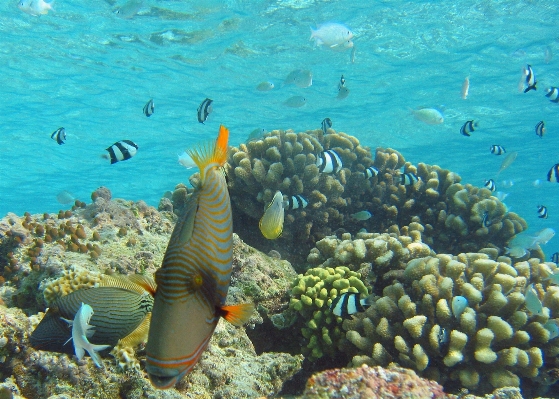 Sea ocean diving underwater Photo