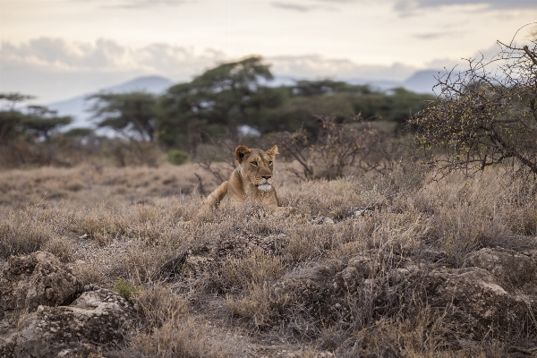 Nature wilderness adventure animal Photo