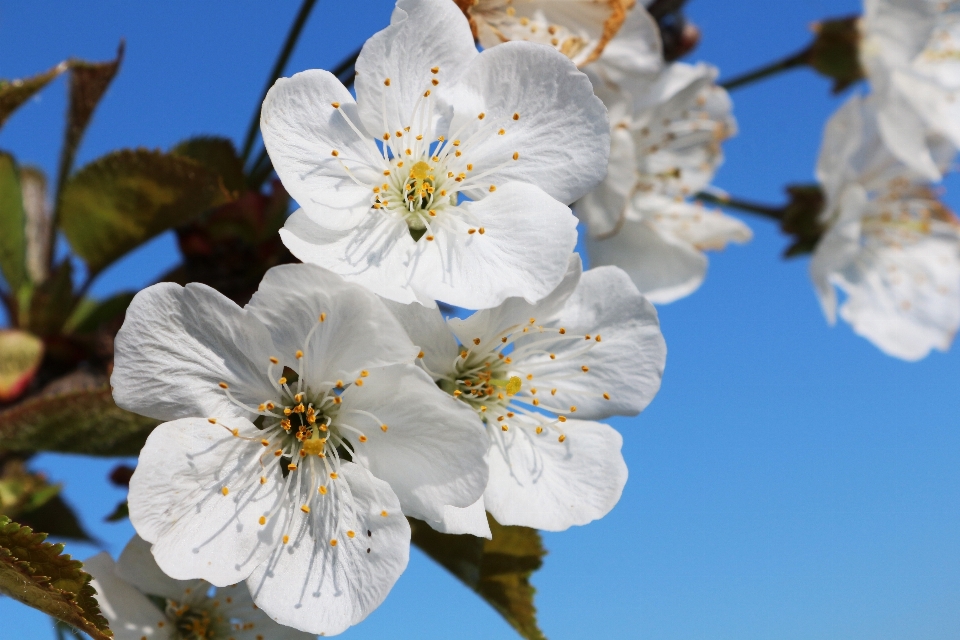 Tree nature branch blossom