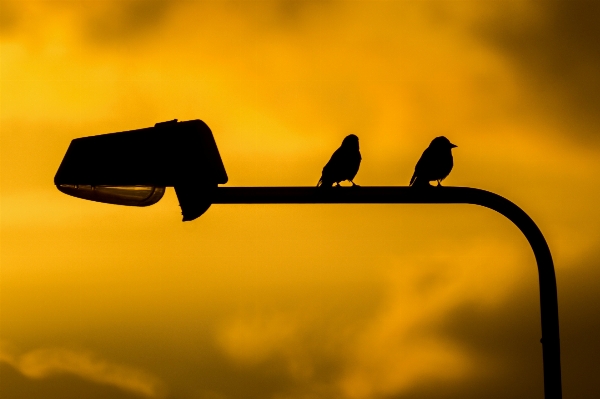 Foto Bayangan hitam burung sayap lampu