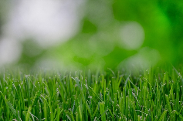 Nature grass plant field Photo