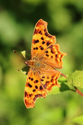 Natur fotografie sonnenlicht blatt Foto