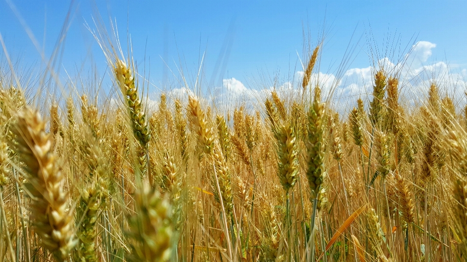 Landscape nature grass plant