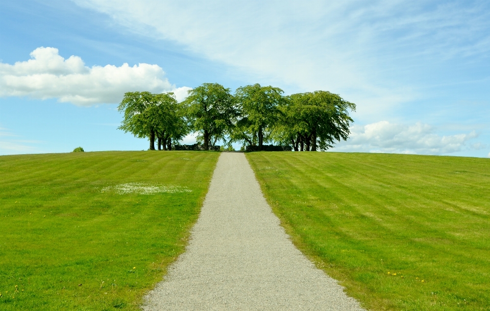 Paysage arbre herbe horizon