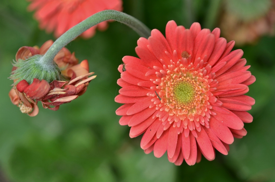 Natura fiore pianta foglia