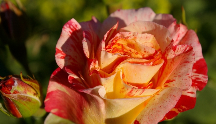 Blossom plant flower petal Photo