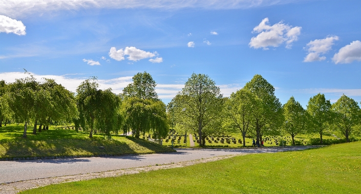 Landscape tree grass mountain Photo