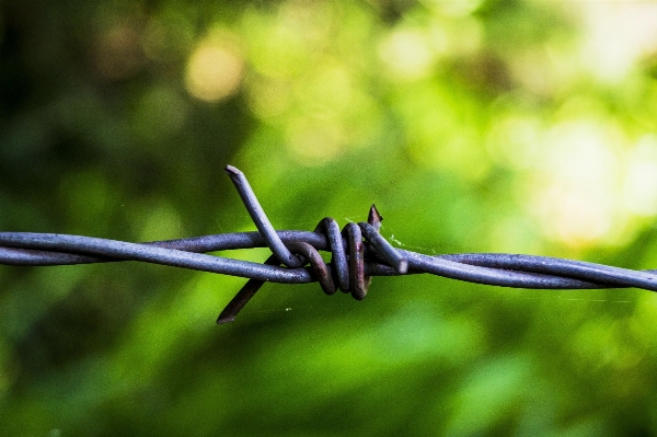 Nature grass branch fence Photo