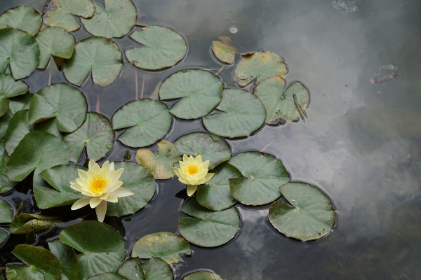 Foto Agua naturaleza planta hoja