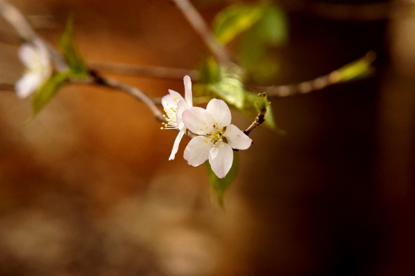 Nature branch blossom plant Photo