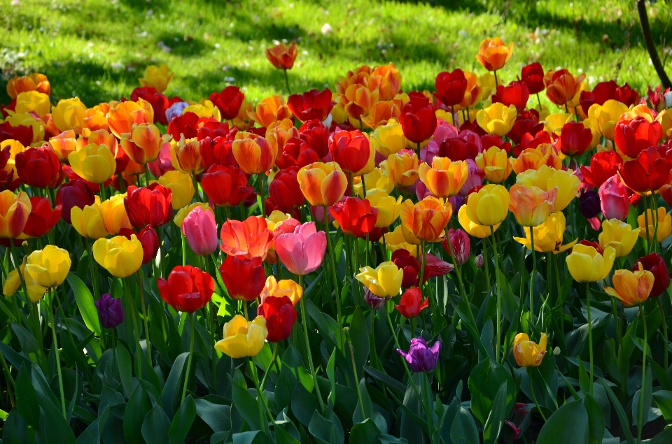 Nature plant flower floral