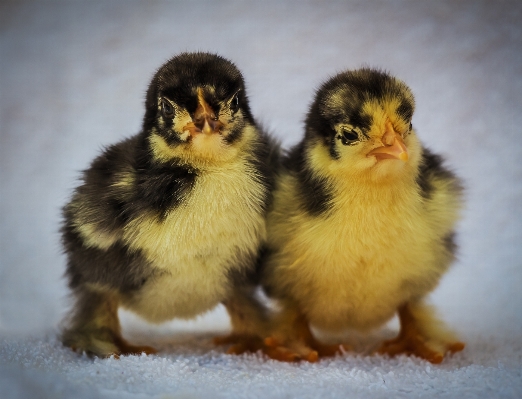 鳥 羽 動物 野生動物 写真