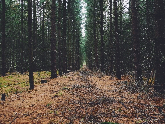 Landscape tree nature forest Photo