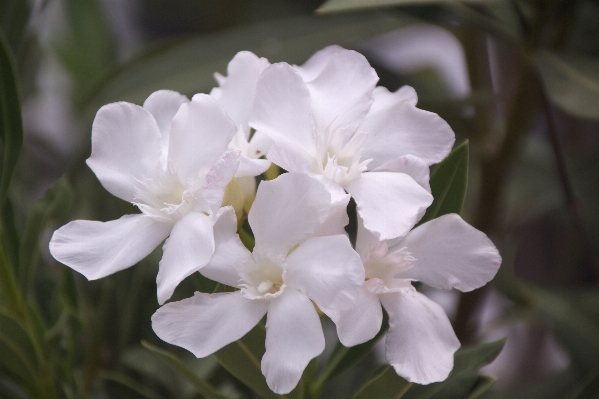 Nature blossom plant white Photo