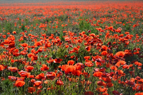 Bitki alan çayır
 çiçek Fotoğraf