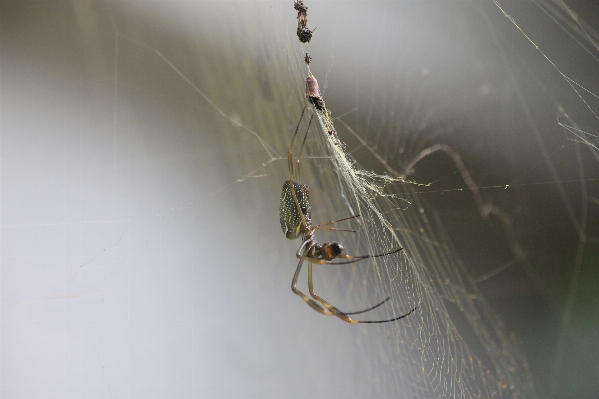 Foto Natura ala ragnatela
 animali selvatici