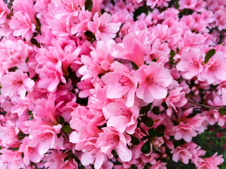 Natura fiore pianta petalo