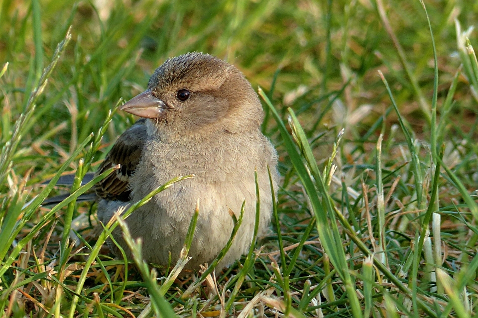 Natura erba ramo uccello