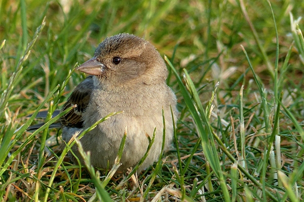 Nature grass branch bird Photo