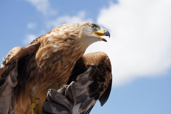 Foto Burung sayap satwa terbang