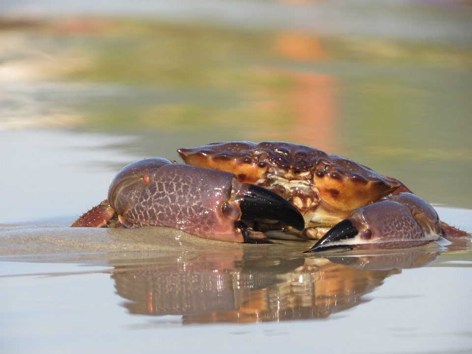 Strand natur tierwelt essen