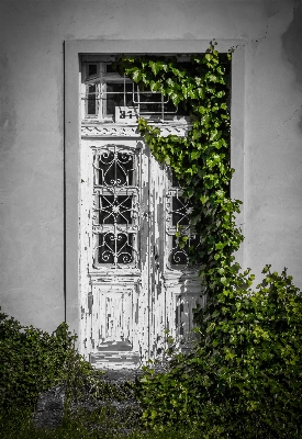 建築 植物 白 家 写真