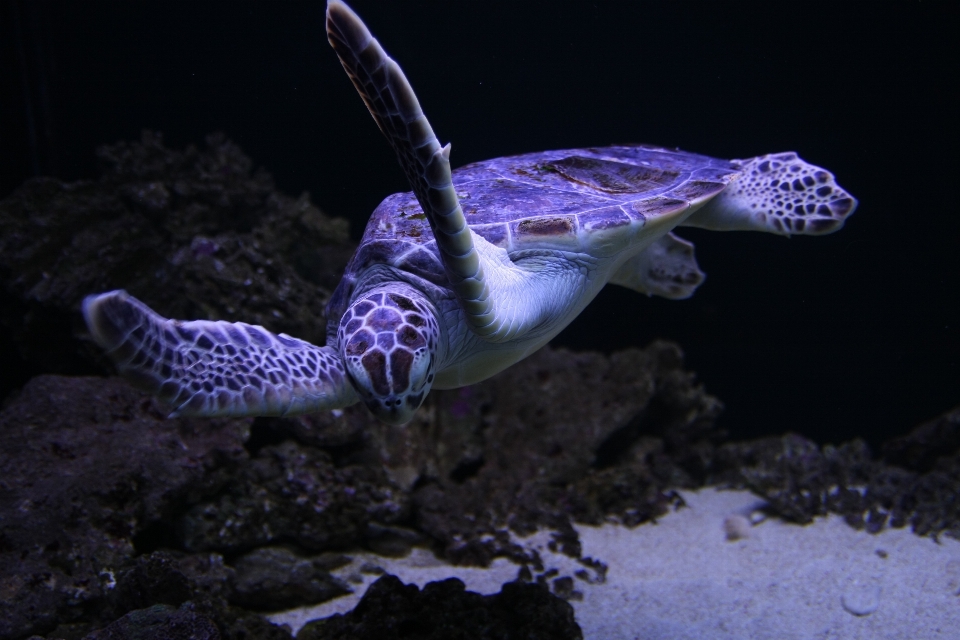 动物 水下 生物学 龟