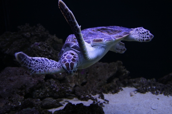 Foto Animal embaixo da agua biologia tartaruga