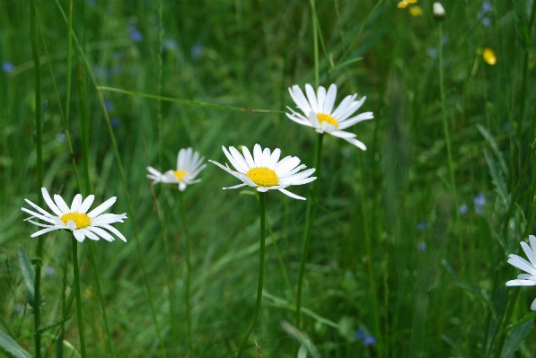 Nature grass plant field Photo