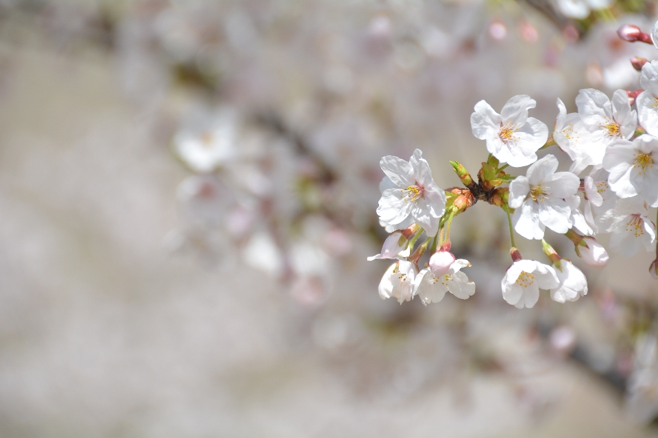 Filial florescer bokeh
 plantar