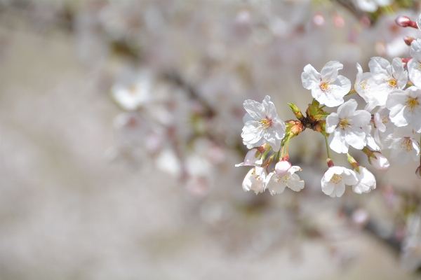 Branch blossom bokeh plant Photo