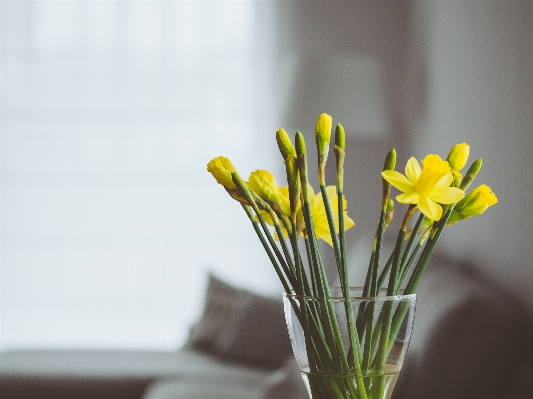 Table nature blossom plant Photo