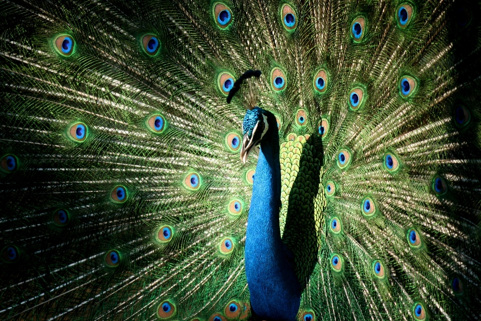 Naturaleza pájaro ala zoo