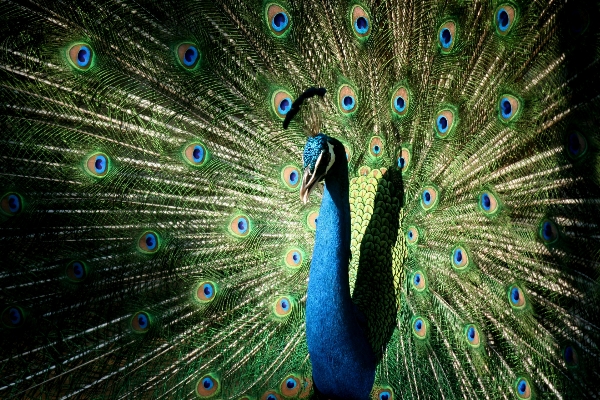 Doğa kuş kanat hayvanat bahçesi Fotoğraf