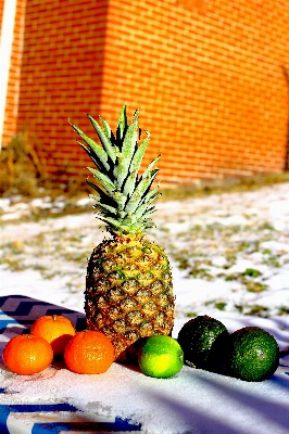 雪 冬 植物 フルーツ 写真