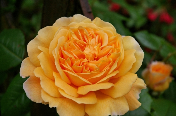 Blossom plant flower petal Photo